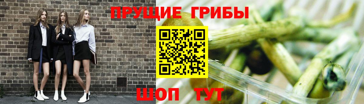 Северск  Галлюциногенные грибы MAGIC MUSHROOMS  закладки  Псилоцибиновые грибы Psilocybe  Вход с VPN 
